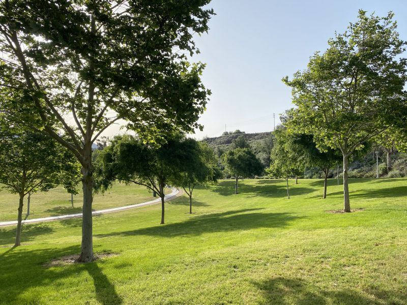 Landscape with Trees